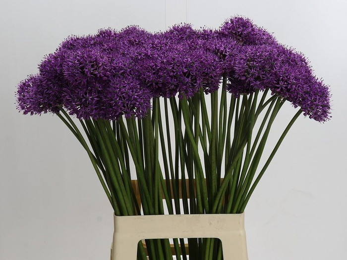 Allium ...GR 'Large-flowered'