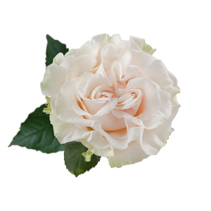 R GR COTTON X-PRESSION Naranjo