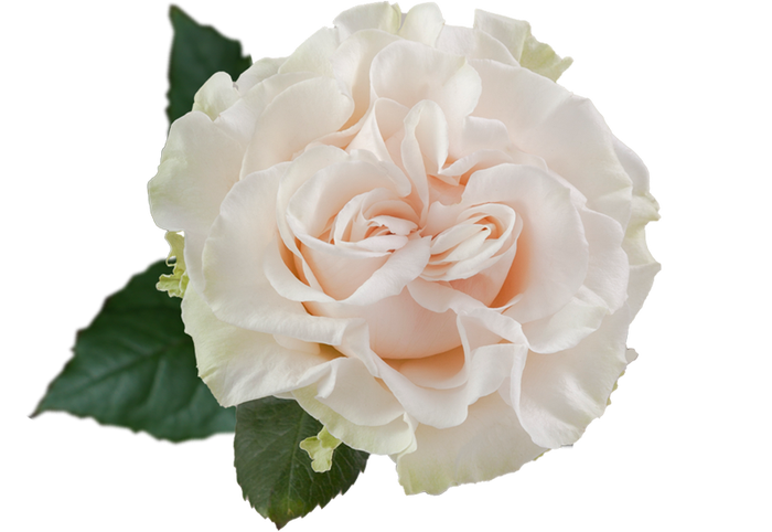 <h4>R GR COTTON X-PRESSION Naranjo</h4>