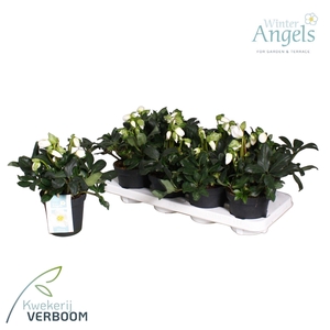 Helleborus Shining Star p13 XL