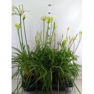 Agapanthus  'Summer Love White'