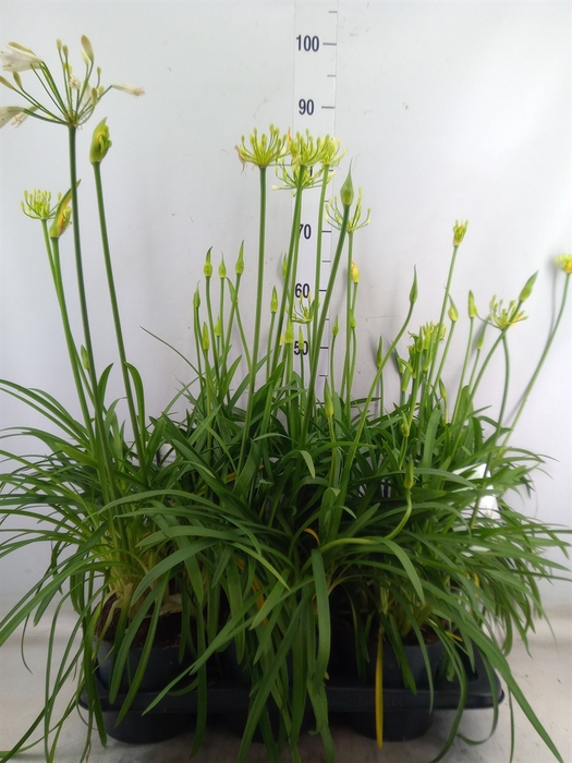<h4>Agapanthus  'Summer Love White'</h4>