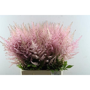 Astilbe Erika (d.rose)rutgerin