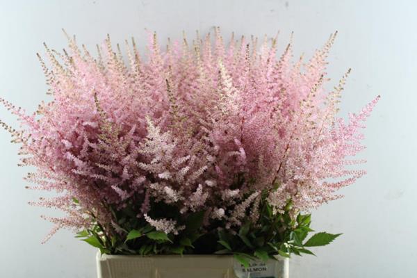 <h4>Astilbe Erika (d.rose)rutgerin</h4>