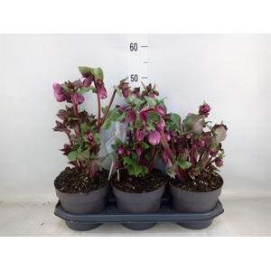 Helleborus  'Fkiss Charmer'