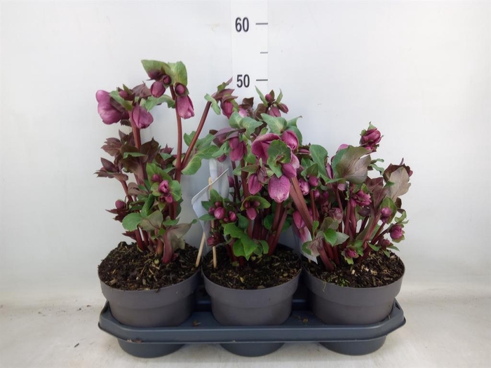 <h4>Helleborus  'Fkiss Charmer'</h4>