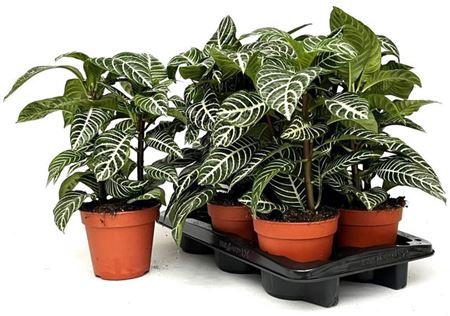 <h4>Aphel Sq Dania</h4>