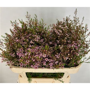 WAXFLOWER EARLY NIR#