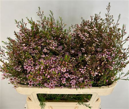 <h4>WAXFLOWER EARLY NIR#</h4>