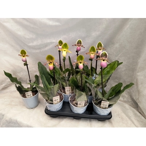 PAPH MULTIFLOWER GEM