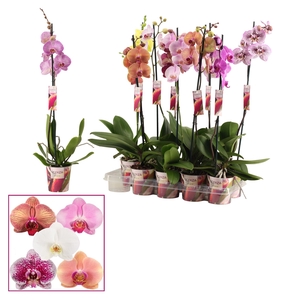 Phalaenopsis 1 tak 6-8 mix (Scenza)