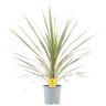 <h4>21cm 1 stek/pot</h4>