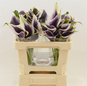 Calla Dubai Night | Dubbelbloemig