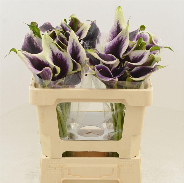 <h4>Calla Dubai Night | Dubbelbloemig</h4>