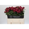 Paeonia Avis Varner