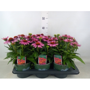 Echinacea  'Sombrero Baja Burgundy'