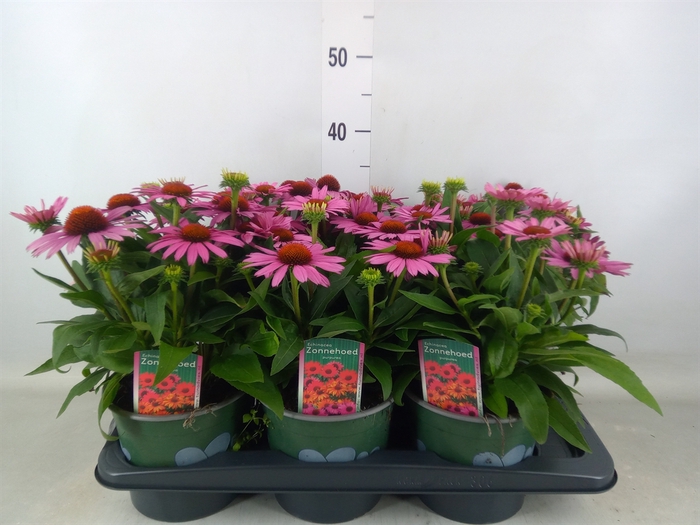 <h4>Echinacea  'Sombrero Baja Burgundy'</h4>