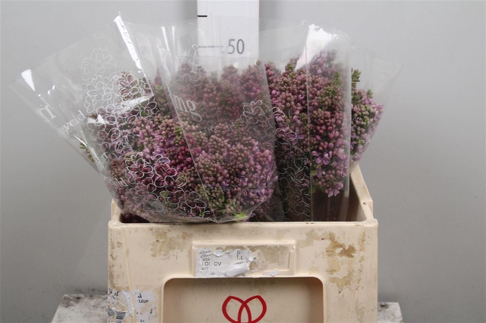 <h4>Syr V R V Horstenst 2+</h4>