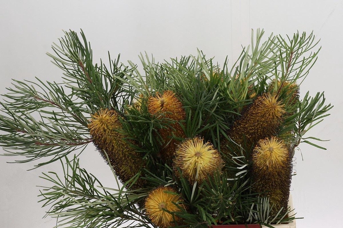 <h4>BANKSIA OVERIG</h4>