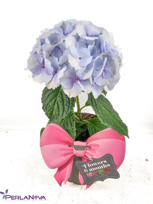 <h4>HYDR M FUSION</h4>