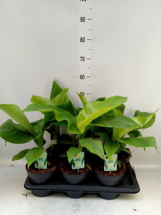 <h4>Musa basjoo</h4>