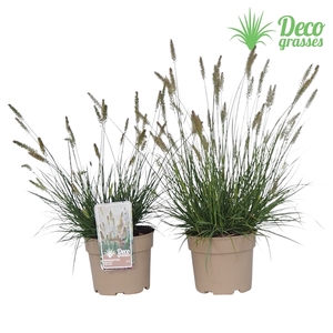 Pennisetum alopecuroides 'Little Bunny'