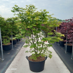 Acer palmatum Osakazuki
