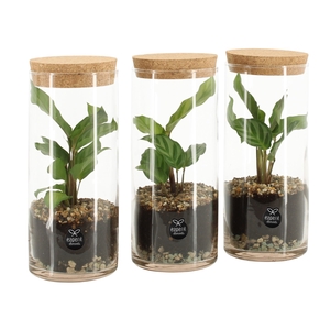 Arr.   Planten L%