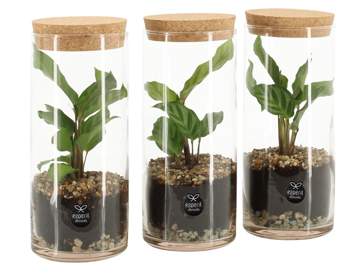 <h4>Arr.   Planten L%</h4>
