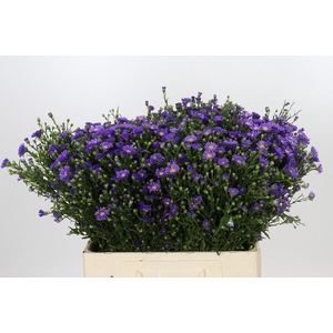 Aster Casamare