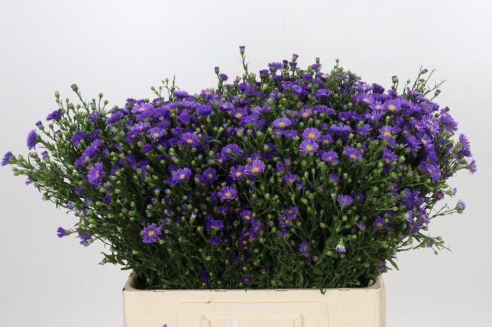 <h4>Aster Casamare</h4>