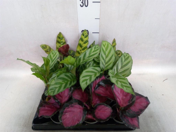 <h4>Calathea ...</h4>