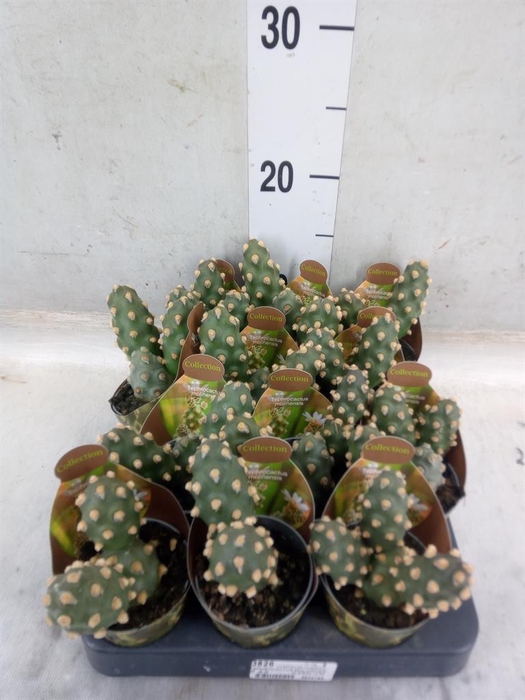 <h4>Cactus   ...</h4>
