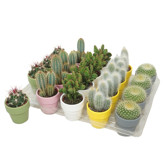 <h4>Cactus Gemengd Keramiek</h4>