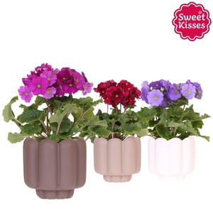 Primula Obconica Sweet Kisses mix in Retro pot sand mix