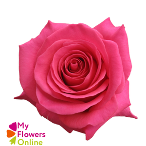 R Gr Pink Floyd! Hot Pink 50cm EC