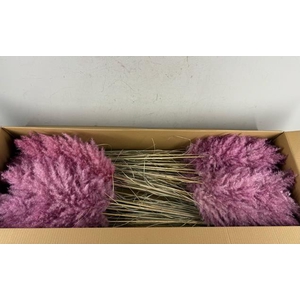 Df Pampas 115cm Cerise