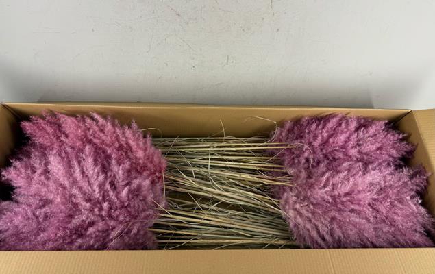 <h4>Df Pampas 115cm Cerise</h4>