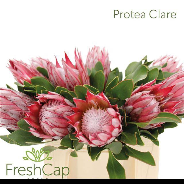 <h4>PROTEA CY CLARE</h4>