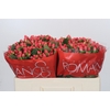Hypericum Sweet Romance