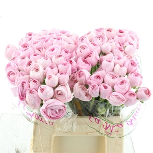 Ran Su Sr Hanoi Pink 1a