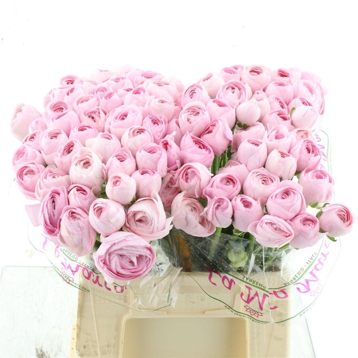 <h4>Ran Su Sr Hanoi Pink 1a</h4>