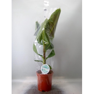 Musa  'Dwarf Cavendish'