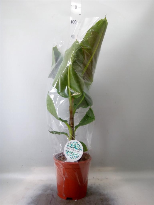 <h4>Musa  'Dwarf Cavendish'</h4>