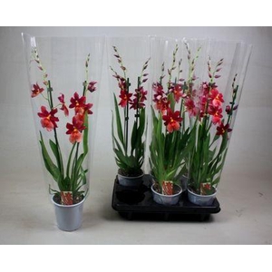 BS Cambria Nelly Isler 2T16+