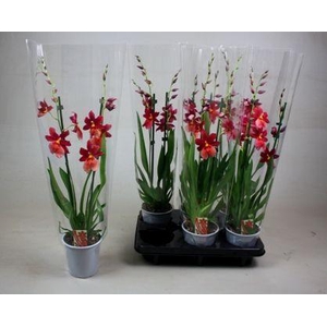 BS Cambria Nelly Isler 2T16+