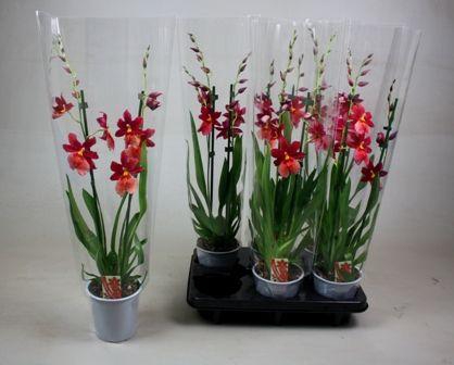 <h4>BS Cambria Nelly Isler 2T16+</h4>