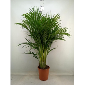 Dypsis lutescens   ...Chrysalidoca