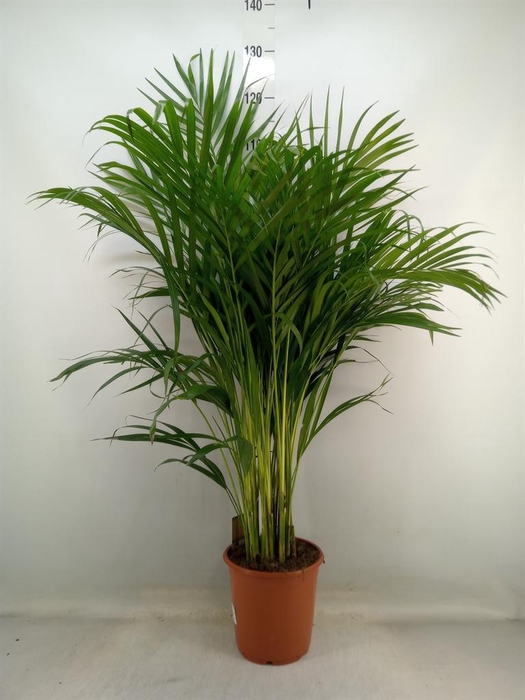 <h4>Dypsis lutescens ...Chrysalidoca</h4>