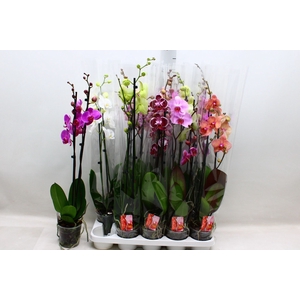 PHAL GEM